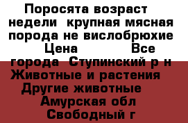 Поросята возраст 4 недели, крупная мясная порода(не вислобрюхие ) › Цена ­ 4 000 - Все города, Ступинский р-н Животные и растения » Другие животные   . Амурская обл.,Свободный г.